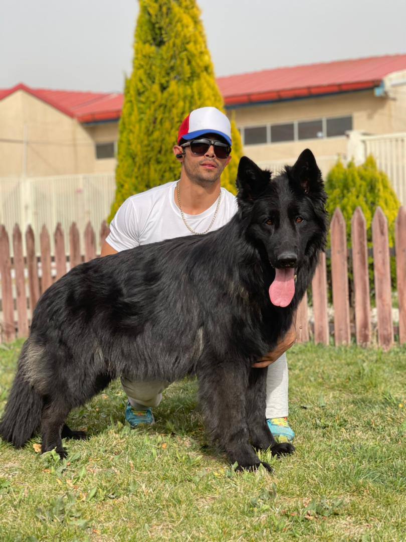 مولد نژاد ژرمن شپرد بریو